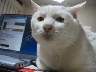 Illustration for article titled Some of the Ugliest Cats on the Internet